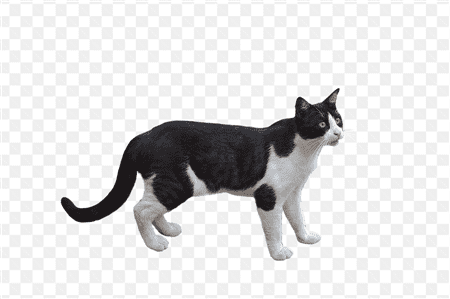 Hình ảnh chú mèo khoang sử dụng trong thiết kế đồ họa