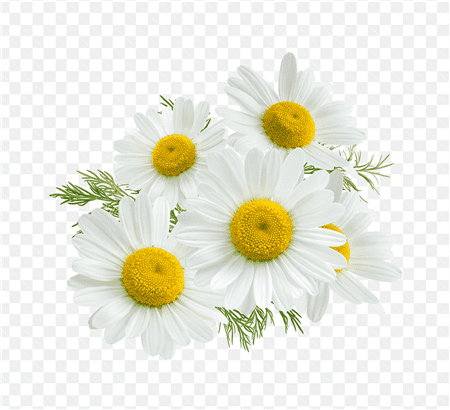 Hình ảnh năm bông hoa cúc trắng đã được loại bỏ nền