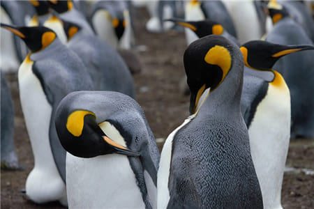 Hình ảnh những chú chim Cánh cụt