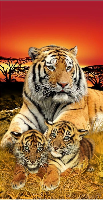 Hình ảnh đẹp về ba mẹ con nhà hổ làm hình nền điện thoại