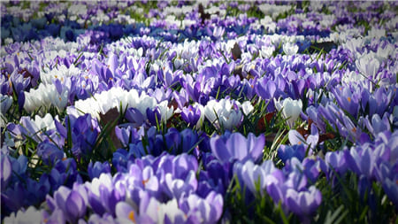 Hình ảnh cánh đồng hoa màu tím và trắng đan xen đẹp mắt làm hình nền máy tính