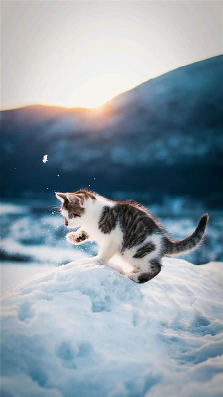 Hình ảnh chú mèo con chơi đùa với tuyết rất đáng yêu làm hình nền điện thoại