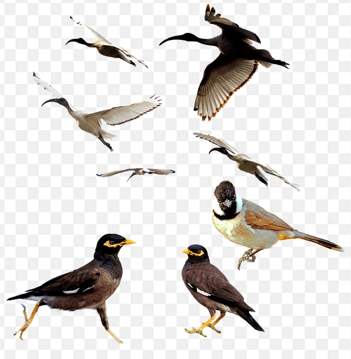 Tổng hợp hình ảnh về những chú chim