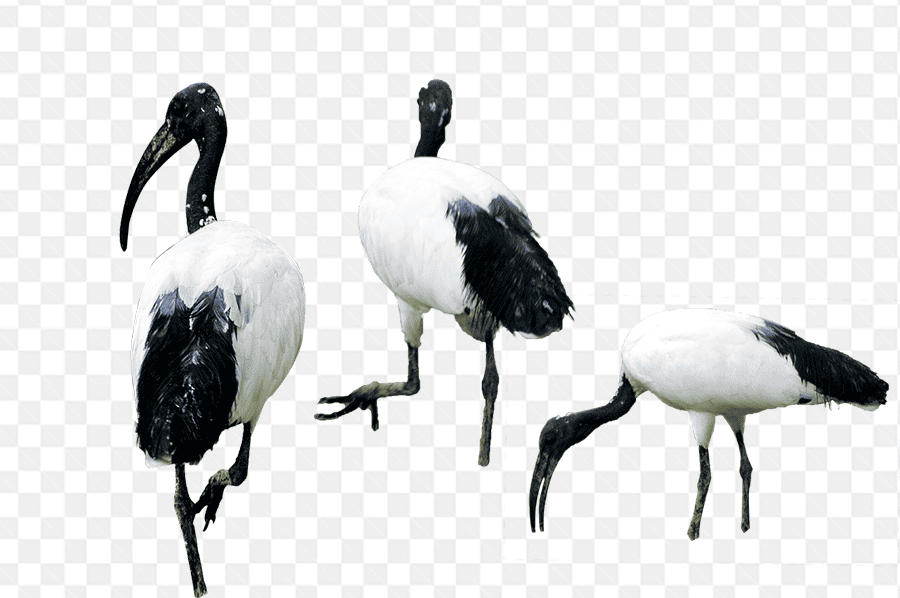 Hình mẫu về những chú chim cò đang kiếm ăn