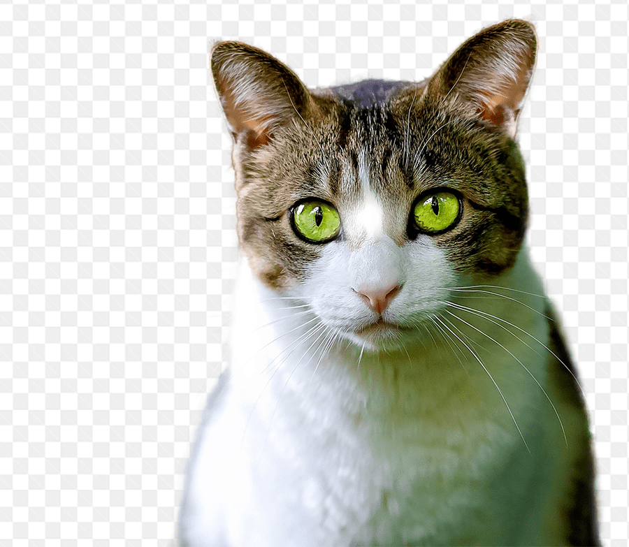 Hình ảnh trân thực về chú mèo có đôi mắt màu xanh