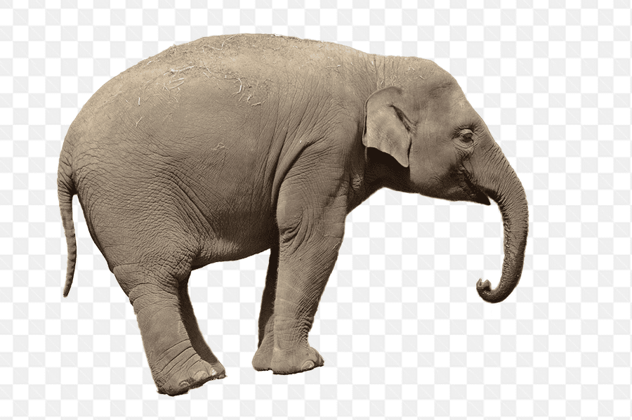 Hình ảnh chân thực về con voi đang khom mình