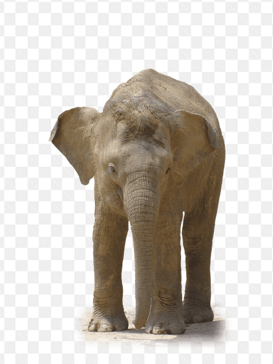 Hình ảnh chân thực về con voi rừng bước đi dũng mãnh