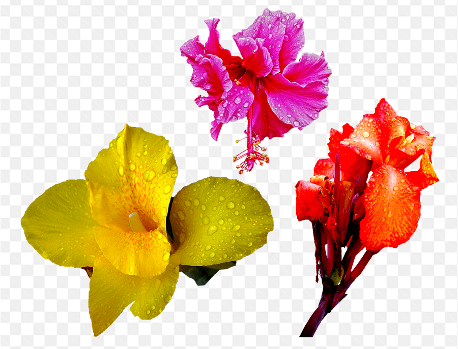 Mẫu hình ảnh những loài hoa dâm bụt màu sắc khác nhau