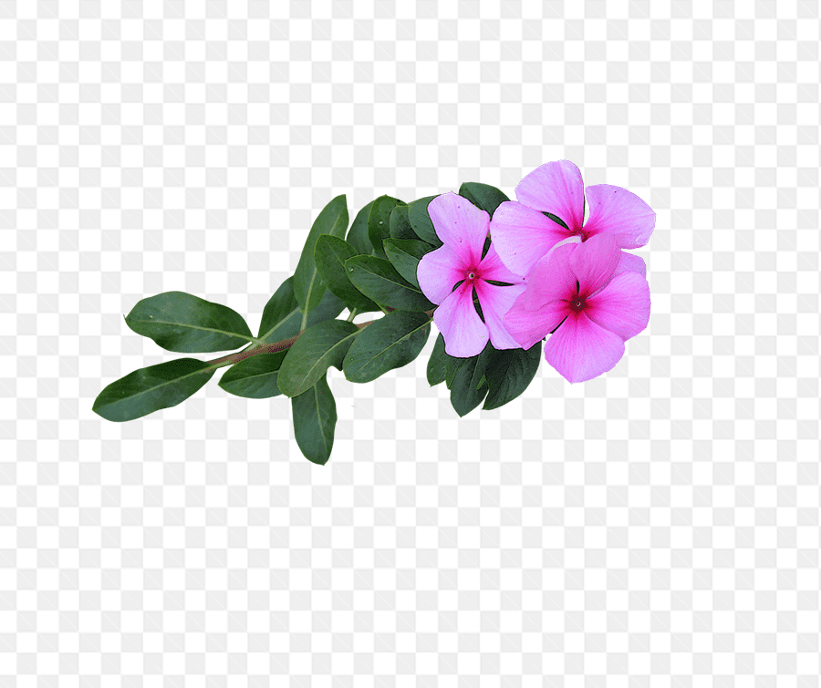 Hình ảnh ba bông hoa dại đã được loại bỏ nền