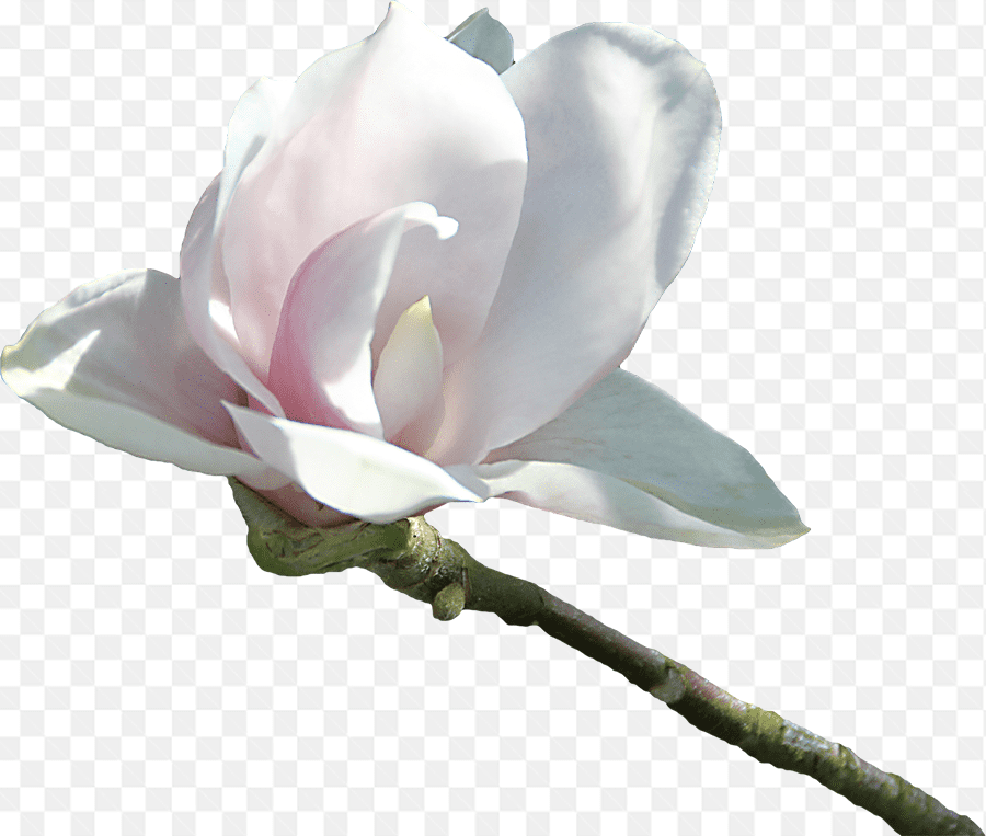 Bông hoa đại trắng đẹp