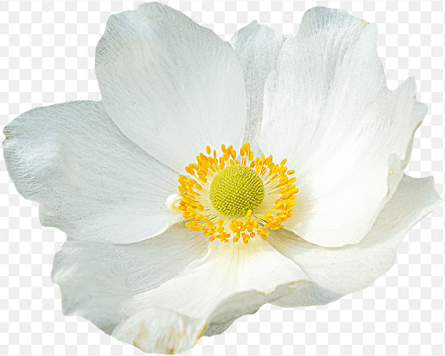Bông hoa trắng thuần khiết đẹp tinh tế