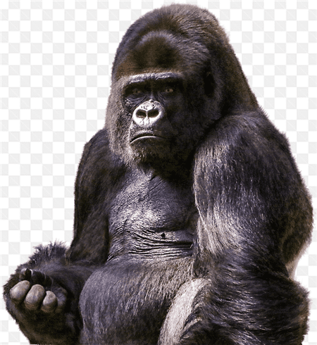 Hình ảnh chú khỉ đột với bộ lông đen bóng
