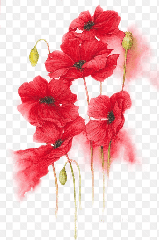 Hình ảnh vẽ phác thảo những bông hoa đỏ rực rỡ