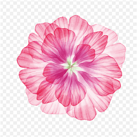 Hình ảnh phác thảo cách hoa màu hồng đẹp