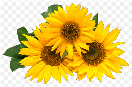 Hình ảnh ba bông hoa cúc vàng đẹp