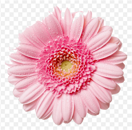 Hình ảnh bông hoa với sắc hồng phai nhẹ nhàng tuyệt đẹp