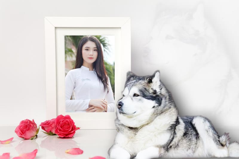Ghép ảnh nghệ thuật với chú chó alaska đáng yêu