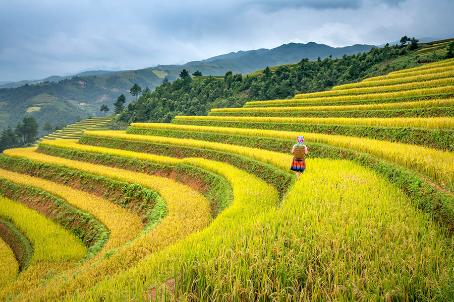 Hình ảnh cánh đồng đẹp 04