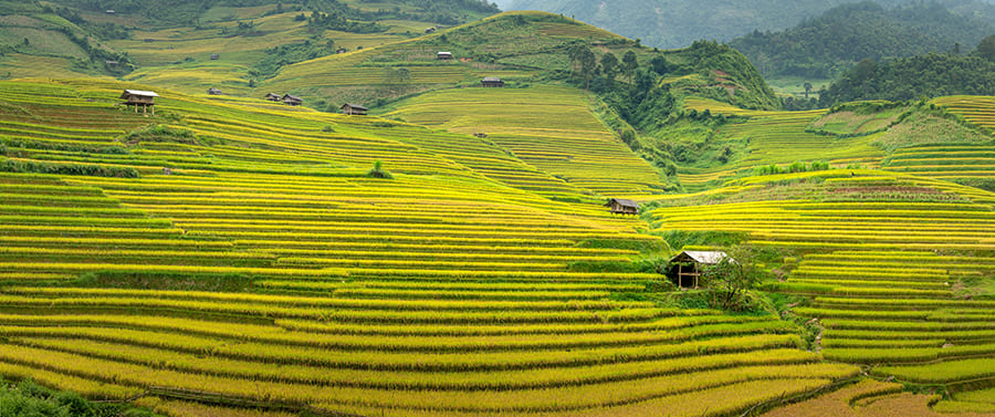 Hình ảnh cánh đồng đẹp 05