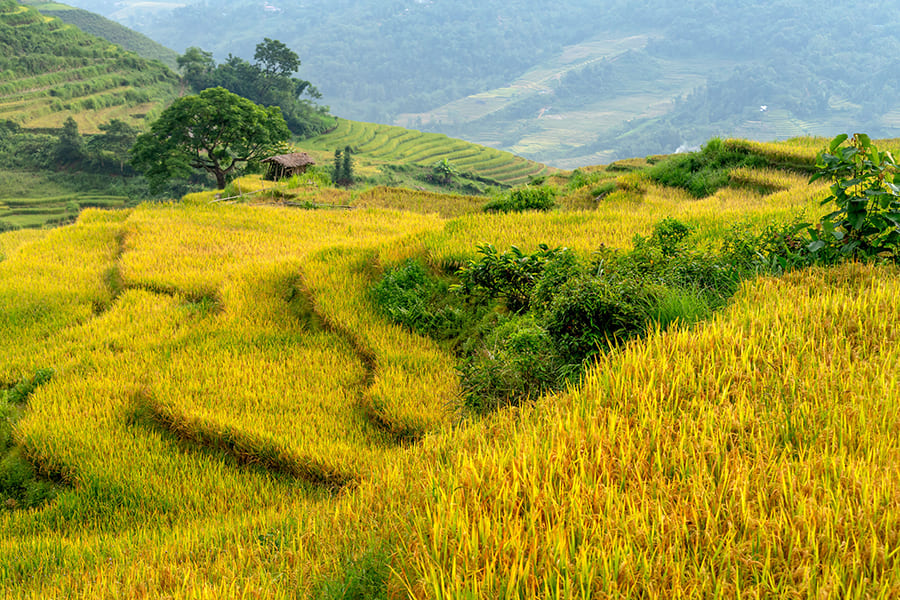 Hình ảnh cánh đồng đẹp 07