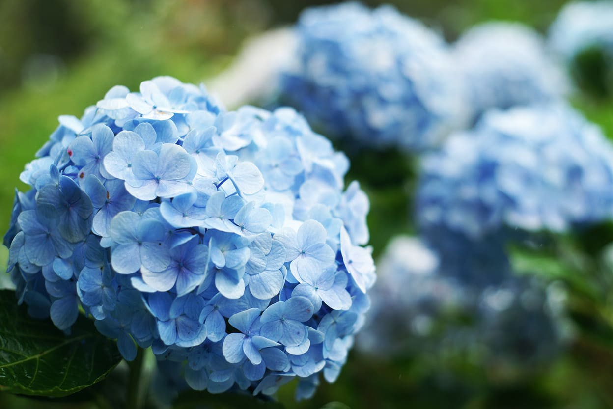 Hoa cẩm tú cầu màu xanh da trời tuyệt đẹp
