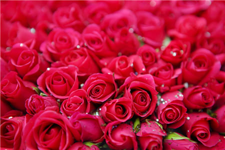 Hàng ngàn đóa hoa Hồng nhung đỏ rực 
