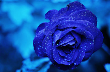 Bông hoa hồng xanh tuyệt đẹp