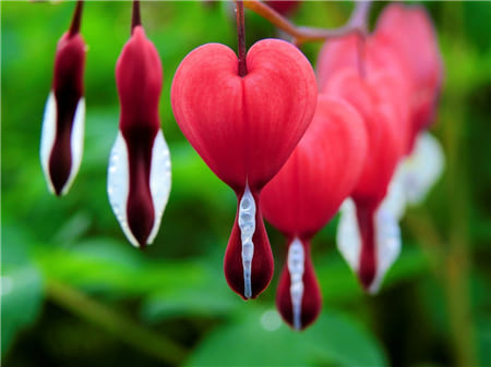 Hoa trái tim rỉ máu màu trắng hồng