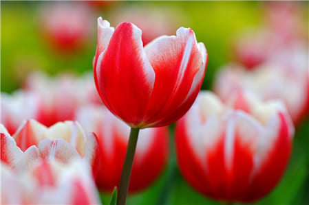 Những bông hoa Tulip 01