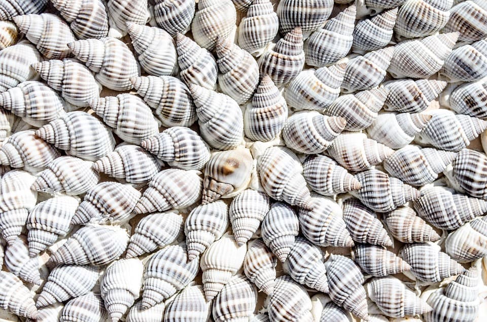 Hình ảnh đẹp về sự kết hợp giữa những chú ốc biển