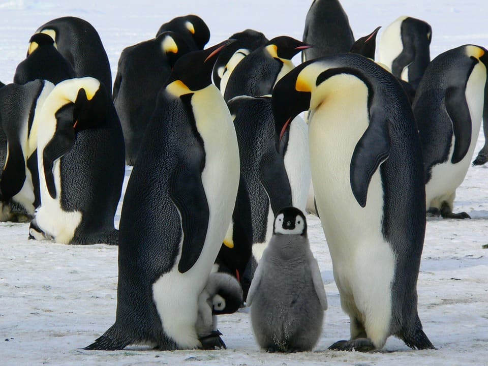 Hình ảnh những chú chim cánh cụt đáng yêu