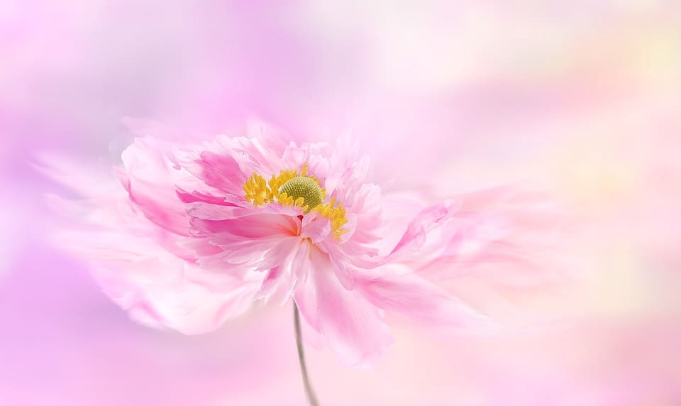 Hình ảnh đẹp hoàn hảo giữa hoa và nền màu hồng