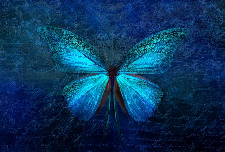 Hình ảnh đẹp phác họa chú bướm xanh