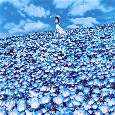 Thiếu nữ chụp ảnh nghệ thuật trên cánh đồng hoa mắt xanh