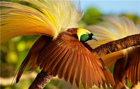 Hình ảnh về loài chim thiên đường tuyệt đẹp