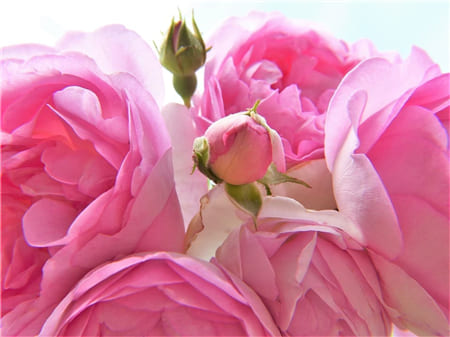 Hình ảnh những bông hoa hồng nghệ thuật