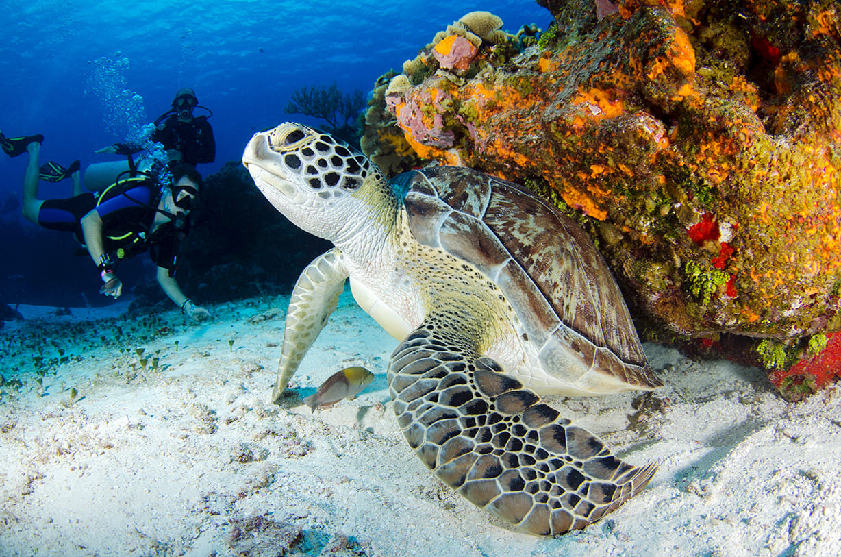 Hình ảnh chú Rùa tuyệt đẹp dưới đáy đại dương