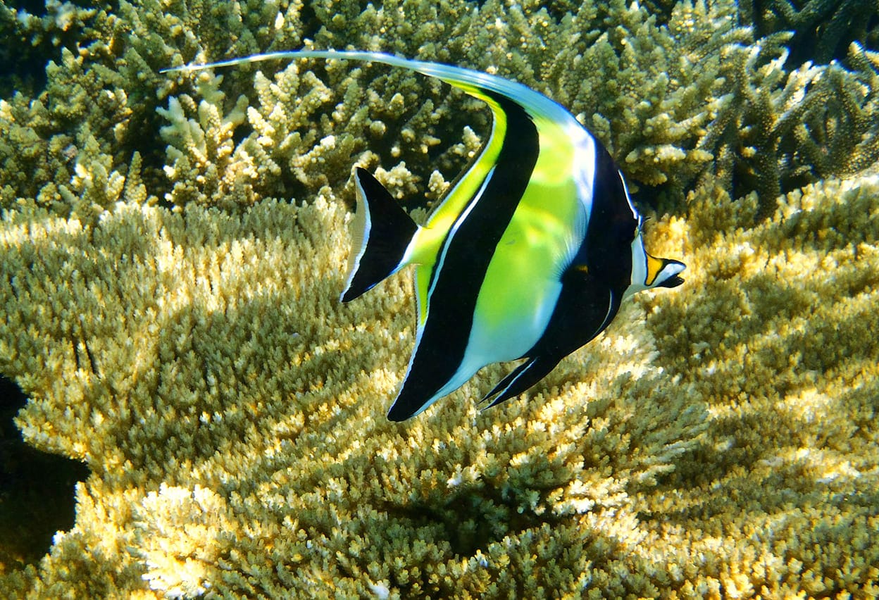 Xem hình ảnh cá Thù Lù Moorish Idol