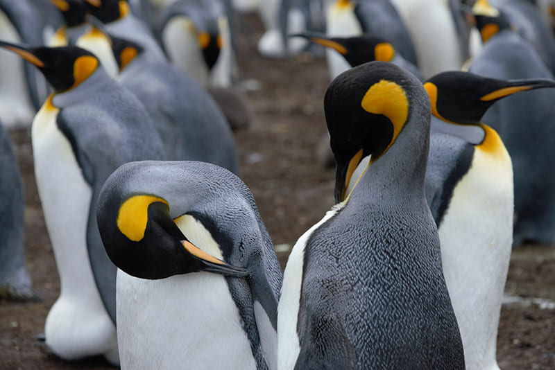 Bộ 25 mẫu tô màu chim cánh cụt đẹp nhất cho bé