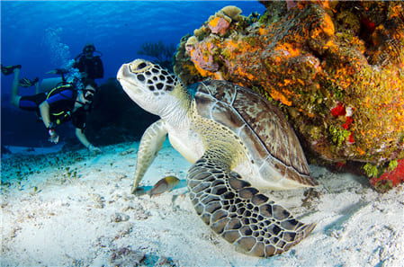 Hình ảnh Rùa biển