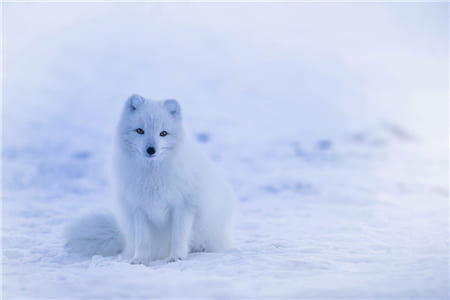 Hình ảnh chú cáo bông tuyết tuyệt đẹp