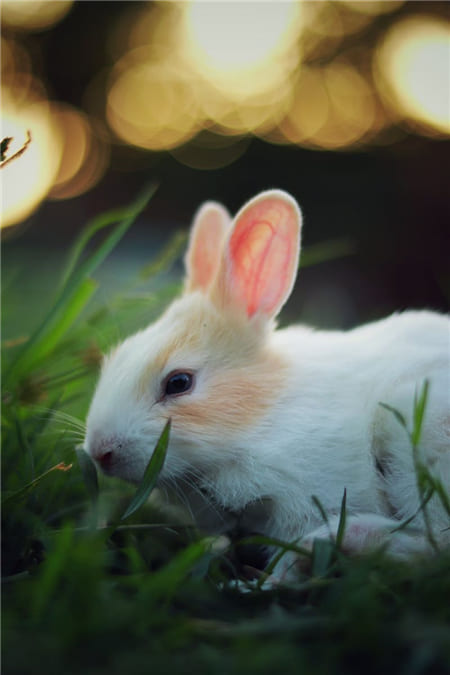 Hình ảnh về chú Thỏ trắng đáng yêu