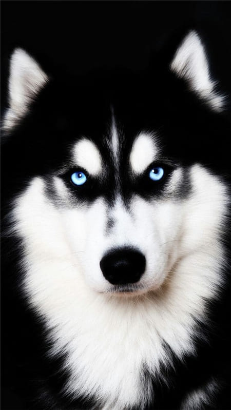 Hình nền điện thoại chú chó có đôi mắt xanh và gương mặt đẹp