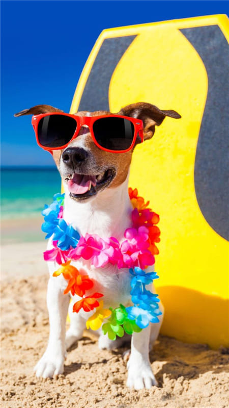 Hình ảnh chú chó đáng yêu với sắc màu rực rỡ cùng cặp kính rất cute làm hình nền điện thoại