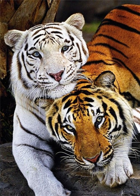 Hình ảnh tuyệt đẹp về hai chú hổ đang quấn lấy nhau làm hình nền điện thoại