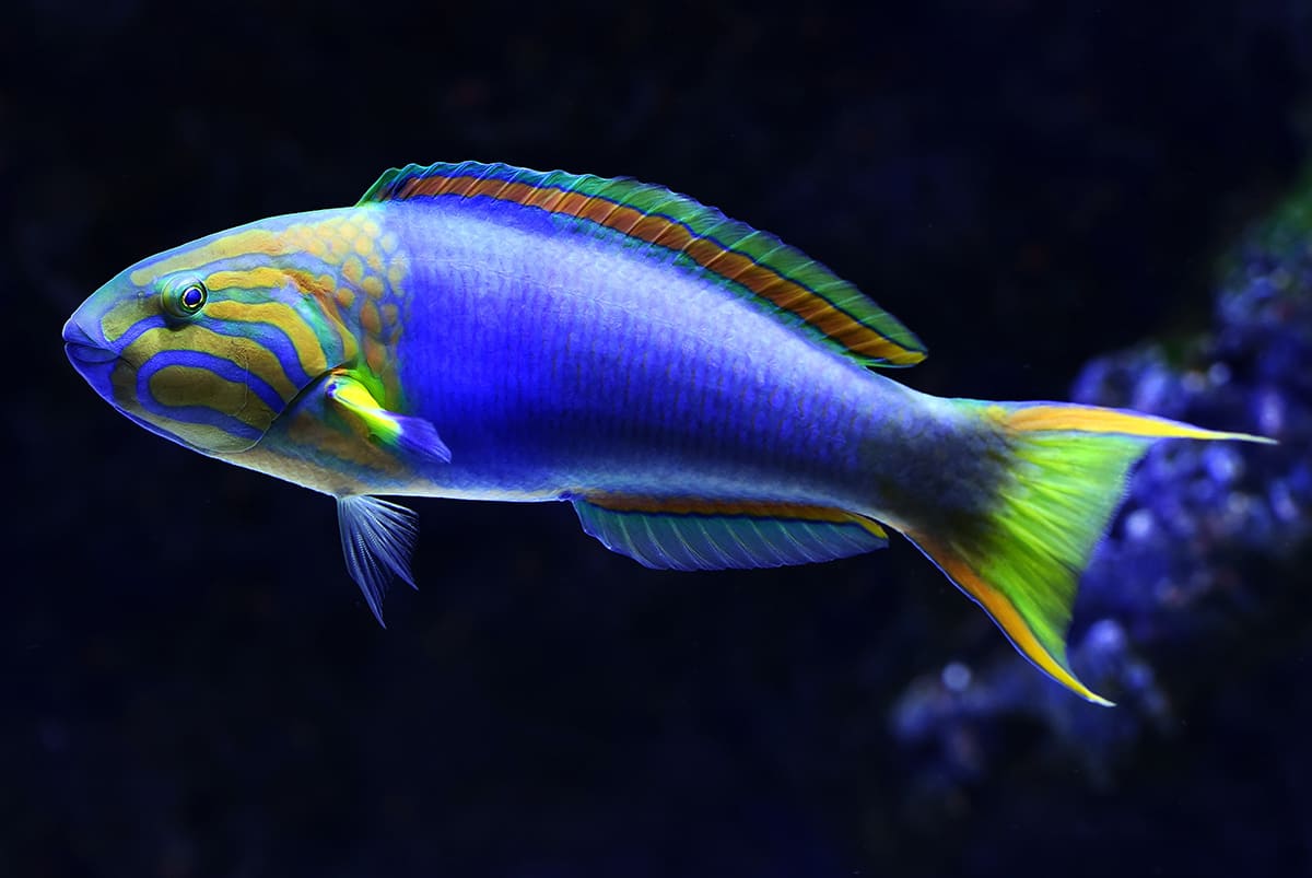 những loài cá đẹp nhất thế giới