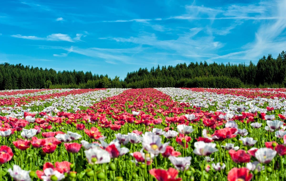 cánh đồng hoa đẹp nhất thế giới