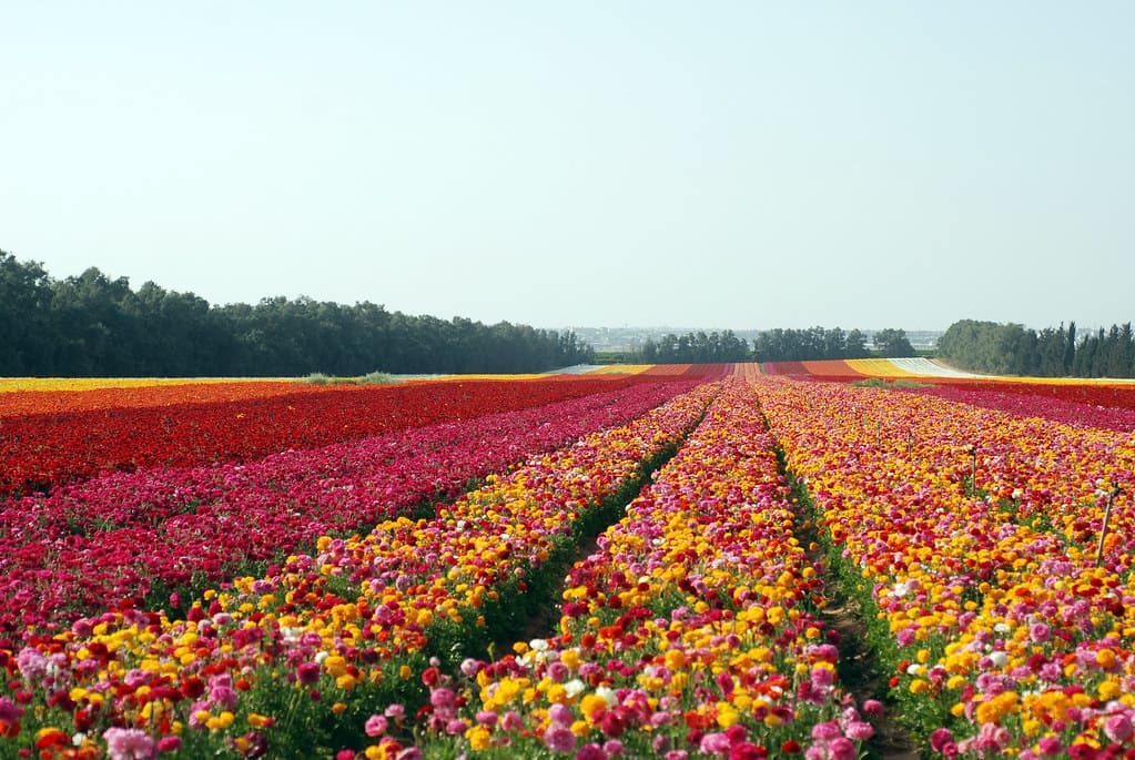 cánh đồng hoa đẹp nhất thế giới