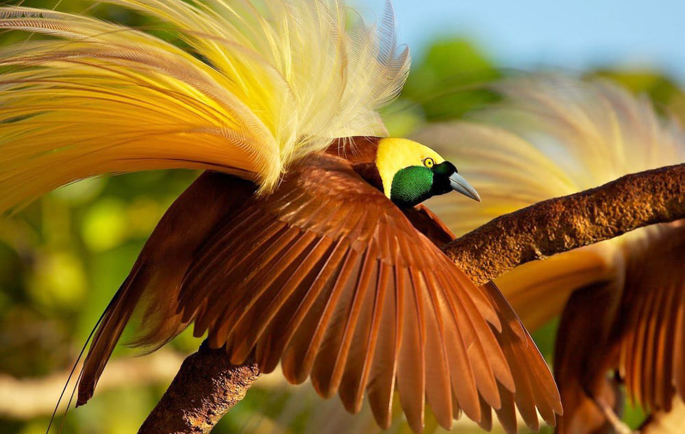 Tổng hợp những loài chim đẹp nhất thế giới