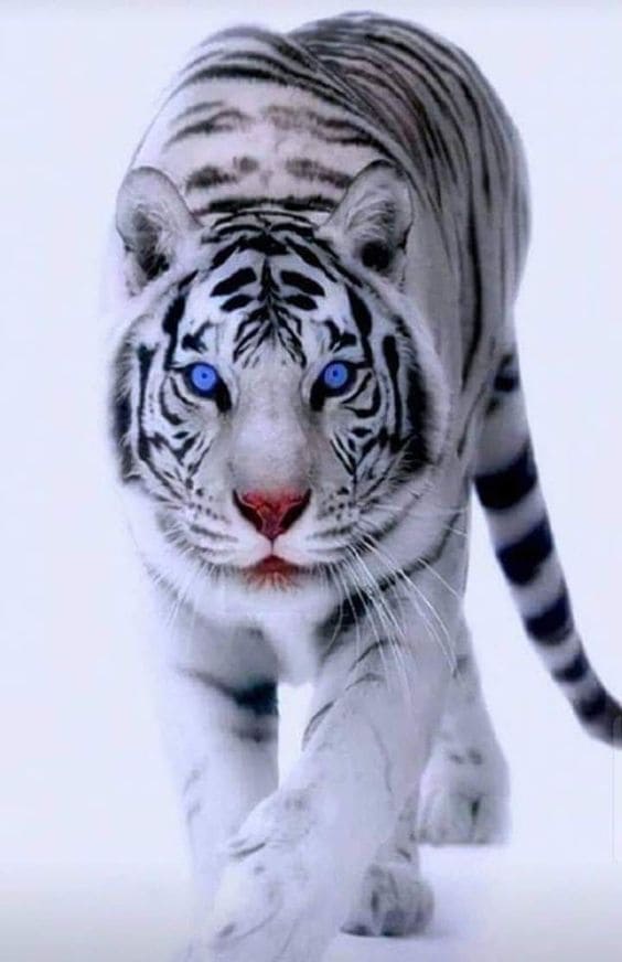 50 hình ảnh con hổ đẹp và hình nền Hổ 3d dũng mãnh mới nhất siêu chất